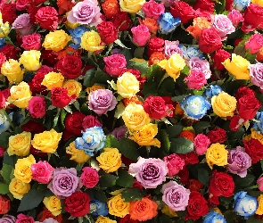 Kolorowe, Róże, Bukiet, Kwiaty