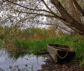 Wierzba, Drzewo, Brzeg, Łódka, Jezioro, Szuwary