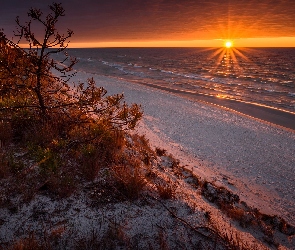 Plaża, Polska, Zachód słońca, Rośliny, Morze Bałtyckie