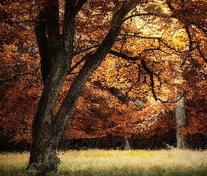 Drzewo, Polana, Las, Jesień