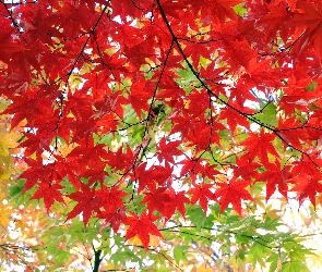 Drzewo, Jesień, Kolorowe, Liście, Klon