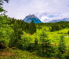 Lasy, Łąki, Tyrol, Drzewa, Góry Alpy, Austria, Gmina Telfs