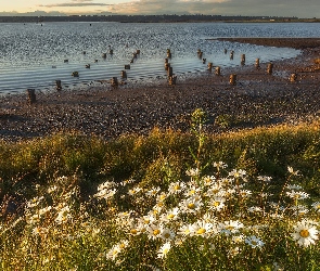 Łąka, Kołki, Jezioro, Margerytki