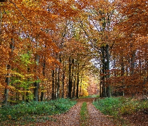 Drzewa, Jesień, Droga, Las