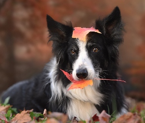 Pies, Border collie, Liście