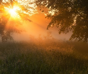 Drzewa, Mgła, Przebijające Światło, Trawa