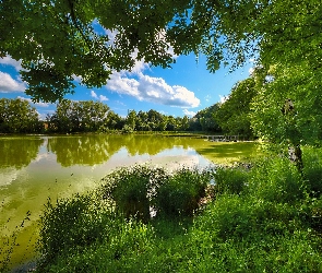 Trawy, Pomost, Jezioro, Lato, Słoneczny, Roślinność, Dzień, Drzewa