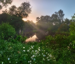 Staw, Lato, Promienie słońca, Margerytki, Drzewa, Rośliny, Kwiaty, Łąka