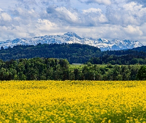 Góry, Lasy, Pole, Chmury, Drzewa, Wiosna, Rzepak