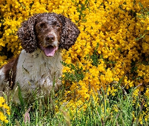 Pies, Kwiaty, Żółte, Springer spaniel angielski