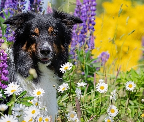 Pies, Border collie, Trawa, Łubin, Margerytki, Kwiaty