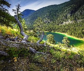 Konar, Suchy, Góry, Jezioro, Lasy, Drzewa