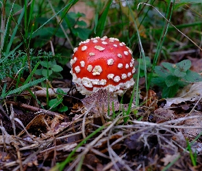 Muchomor, Ściółka leśna, Grzyb