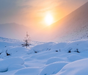 Zima, Śnieg, Wschód słońca, Mgła, Drzewo, Góry
