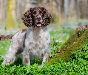 Pies, Mech, Trawa, Springer spaniel angielski