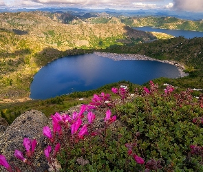 St. Helens Lake, Skały, Jezioro, Góry, Stany Zjednoczone, Różowe, Kwiaty, Stan Waszyngton, Spirit Lake