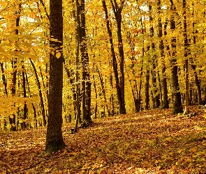 Jesień, Liście, Drzewa, Las, Opadłe, Pożółkłe