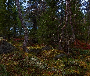 Rośliny, Kolorowe, Drzewa, Kamienie