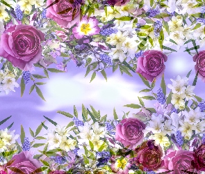 Grafika, Róże, Białe, Kwiaty
