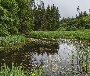 Drzewa, Szuwary, Staw, Moczary, Las