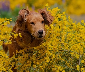 Rozmycie, Kwiaty, Pies, Żółte