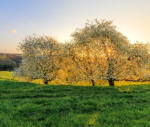 Trawa, Zielona, Okwiecone, Wiosna, Drzewa, Łąka