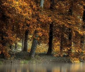 Drzewa, Rzeka, Liście, Pożółkłe, Jesień