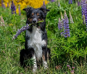Pies, Trawa, Kwiaty, Łubin, Border collie