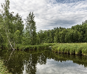 Las, Drzewa, Rzeka, Trawa