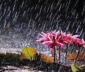 Różowe, Liście, Deszcz, Lilie wodne