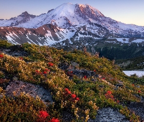 Śnieg, Drzewa, Wschód słońca, Góry, Park Narodowy Mount Rainier, Stan Waszyngton, Stratowulkan Mount Rainier, Łąka, Stany Zjednoczone, Kwiaty