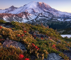 Śnieg, Stan Waszyngton, Kwiaty, Park Narodowy Mount Rainier, Stany Zjednoczone, Łąka, Drzewa, Wschód słońca, Góry, Stratowulkan Mount Rainier