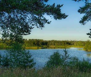 Trawa, Drzewa, Jezioro, Zielone