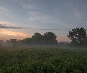 Mgła, Drzewa, Łąka, Trawa