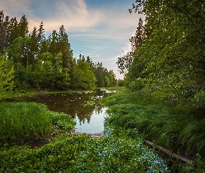 Las, Lato, Drzewa, Rośliny, Staw, Zielone, Trawa