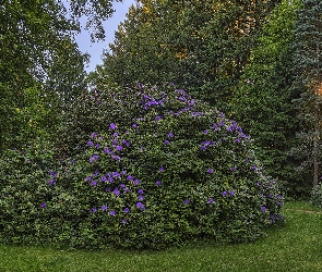 Park, Drzewa, Promienie słońca, Rhododendron, Ścieżka, Różanecznik