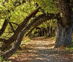 Trawa, Drzewa, Droga, Ścieżka