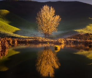 Wzgórze, Trawa, Staw, Mokradło, Nowa Zelandia, Pekapeka Wetland, Odbicie, Hawkes Bay, Drzewa