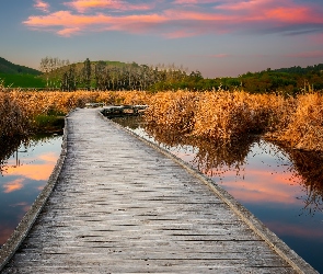 Bagno, Pożółkłe, Mokradło, Pomost, Nowa Zelandia, Poukawa, Trawy, Hawkes Bay, Pekapeka Wetlands