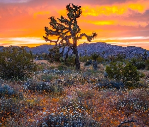 Zachód słońca, Drzewo Jozuego, Stany Zjednoczone, Park Narodowy Joshua Tree, Kalifornia, Kwiaty
