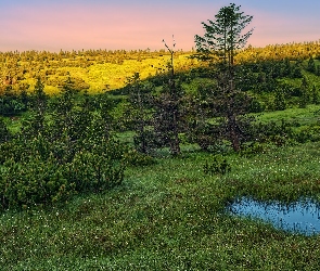 Drzewa, Kałuża, Trawa, Krzewy, Karkonosze