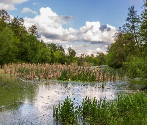 Szuwary, Staw, Drzewa, Trawa