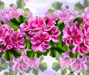 Grafika, Pelargonie, Kwiaty, Różowe