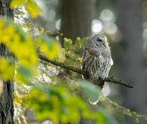 Puszczyk zwyczajny, Gałązka, Sowa