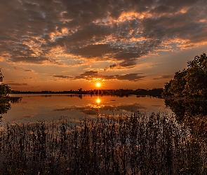 Jezioro, Zachód słońca, Szuwary, Drzewa