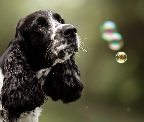 Bańki, Cocker spaniel angielski, Czarno-biały, Pies