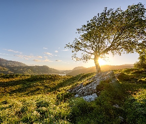 Trawa, Drzewo, Park Narodowy Killarney, Kamienie, Góry, Irlandia, Wschód słońca