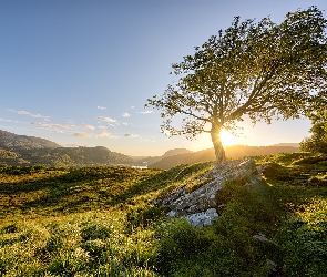 Park Narodowy Killarney, Irlandia, Kamienie, Góry, Drzewo, Trawa, Wschód słońca