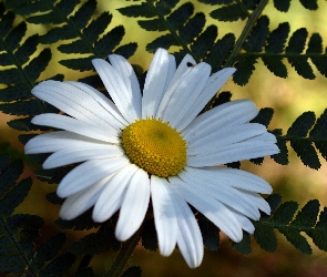 Kwiat, Liście, Margerytka