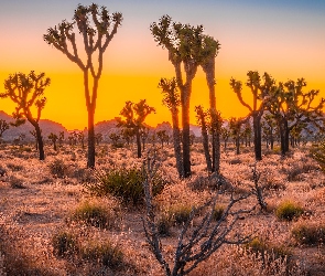 Stany Zjednoczone, Kalifornia, Drzewa Jozuego, Zachód słońca, Kwiaty, Park Narodowy Joshua Tree
